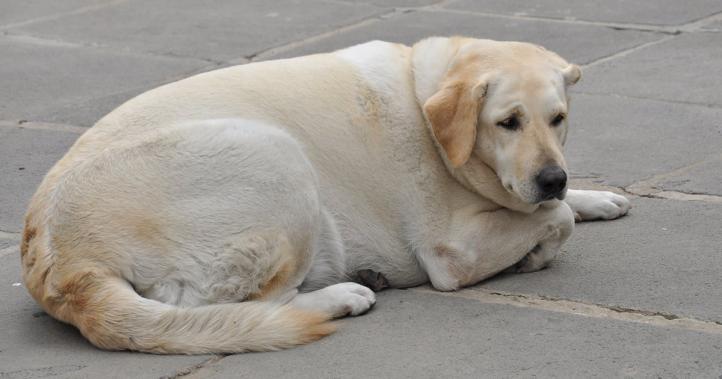 Triệu chứng và nguyên nhân gây suy giáp ở chó