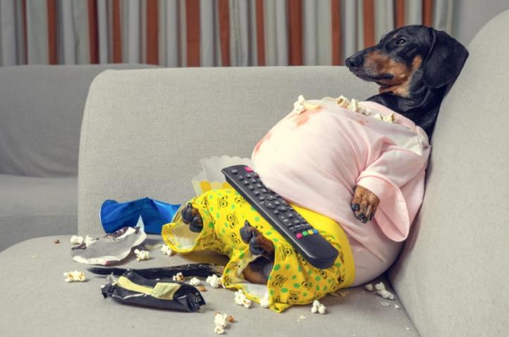 Nguyên nhân và tác hại của bệnh béo phì ở chó