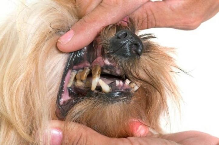 Tại sao chó bị rụng răng? Dưới đây là những lý do