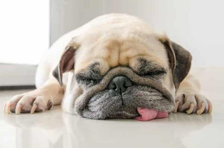 Tại sao chó ngáy? Vấn đề ngáy ở chó