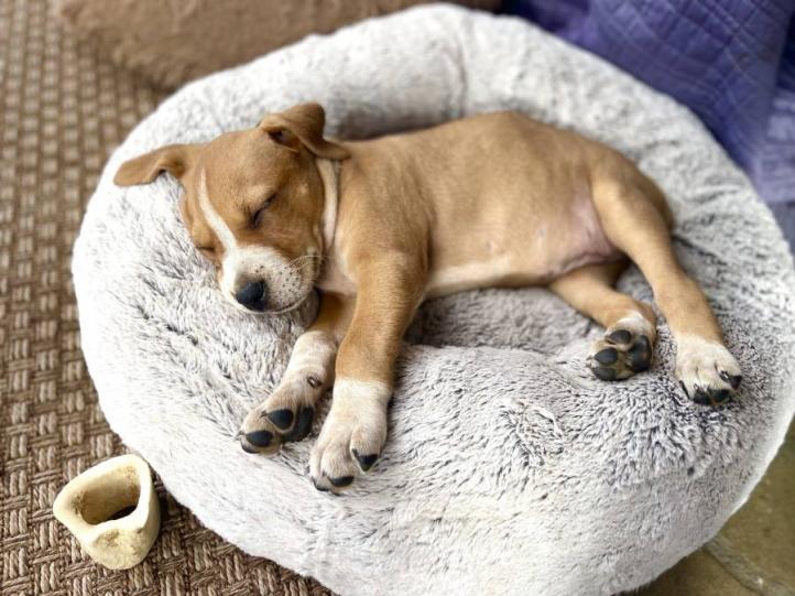 Tại sao chó ngủ nhiều như vậy? Tôi nên làm gì?