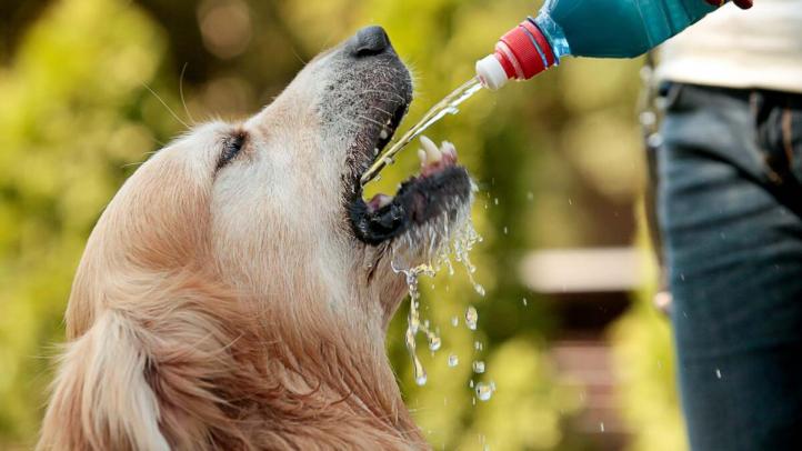Tại sao con chó của tôi uống nhiều nước? Polyuria và Polydipsia ở chó