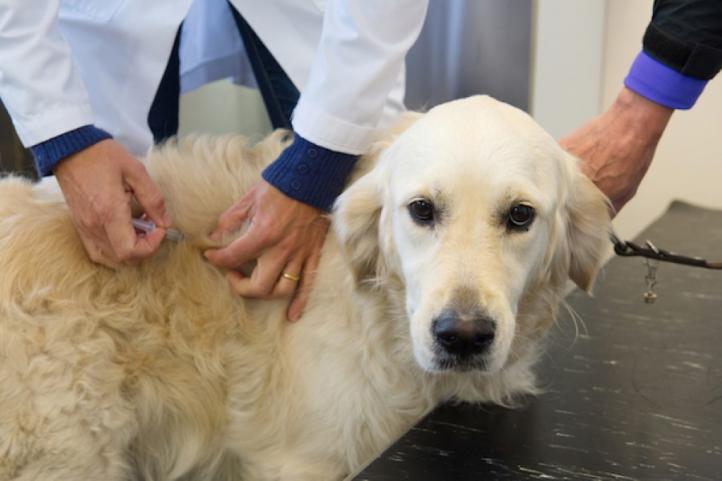 Ung thư hạch và hóa trị ở chó