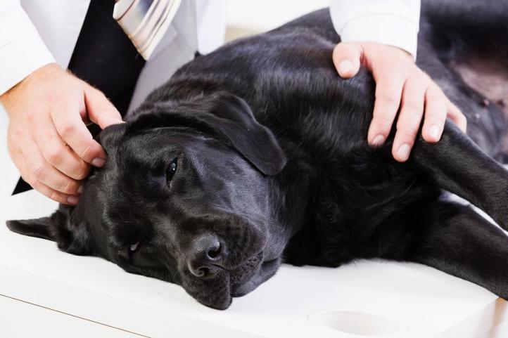 Điều trị và quản lý viêm tụy ở chó