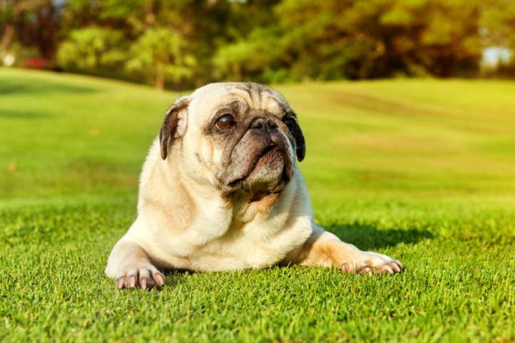 Nguyên nhân và triệu chứng Xoắn dạ dày - Giãn dạ dày ở chó