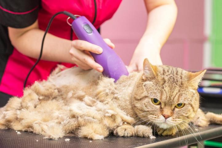 5 điều cần biết khi cạo lông mèo