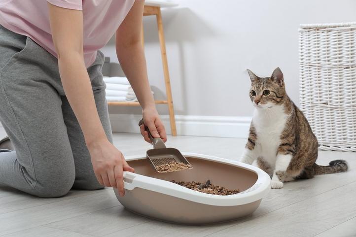 Bao lâu thì mèo đi vệ sinh?