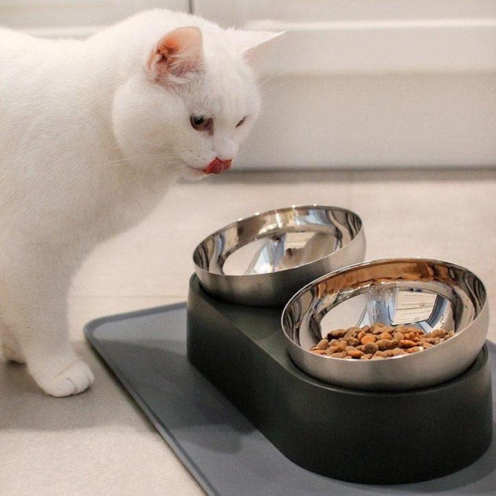 Lựa chọn bát đựng thức ăn và nước uống cho mèo