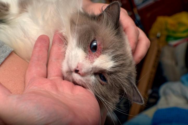 Bệnh chàm ở mèo: Nguyên nhân, triệu chứng và điều trị