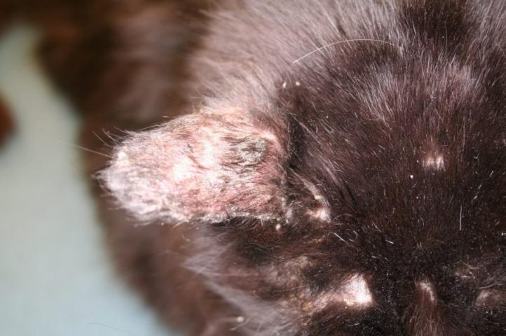 Bệnh hắc lào ở mèo (bệnh da liễu): Triệu chứng và cách điều trị