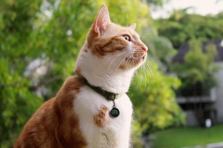 Leishmania ở mèo: Nguyên nhân và cách điều trị