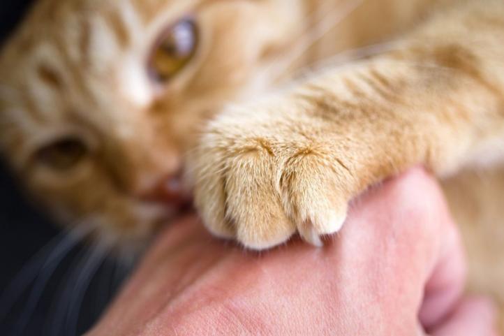 Bệnh mèo cào là gì? Các triệu chứng và nguyên nhân là gì?