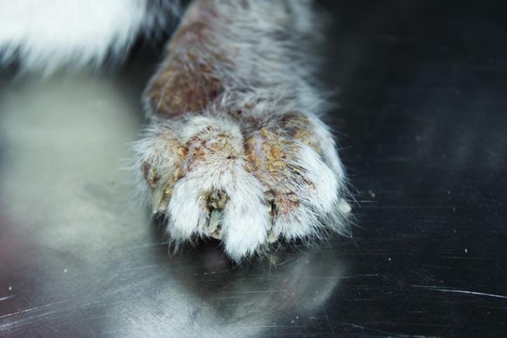 Pemphigus ở mèo: Nguyên nhân và cách điều trị