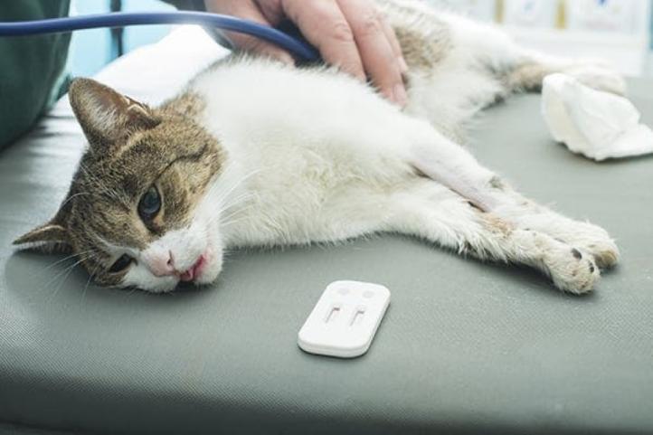 Bệnh tim ở mèo và phương pháp điều trị