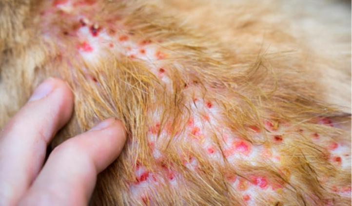 Các bệnh về da ở mèo phổ biến