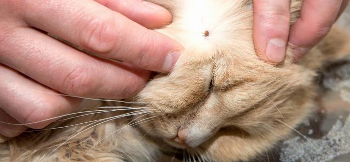Bọ ve ở mèo: Làm thế nào để làm sạch bọ ve ở mèo?