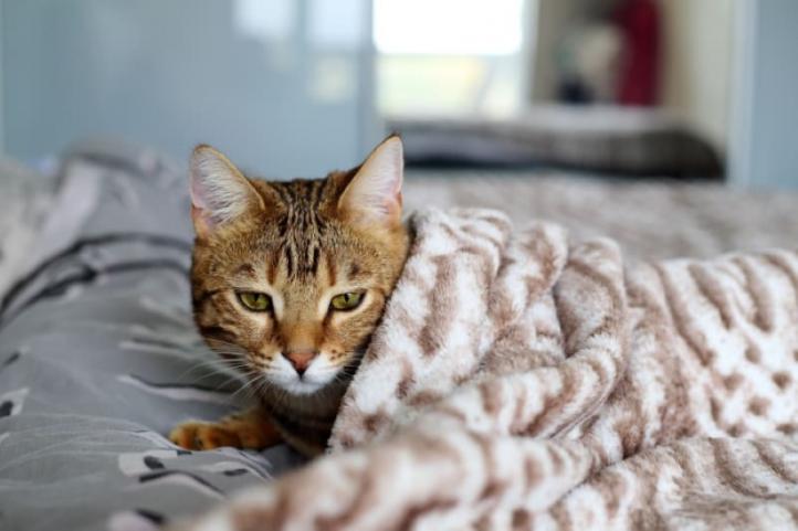 Cảm lạnh cảm cúm ở mèo: Triệu chứng và điều trị