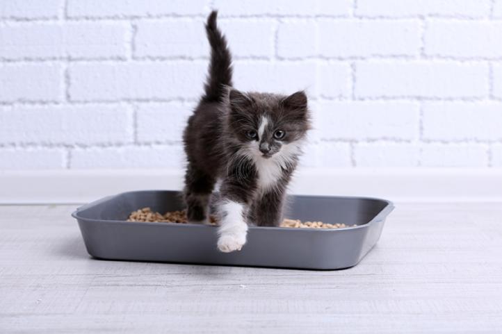 Cát vệ sinh cho mèo con: Sử dụng loại cát vệ sinh nào?
