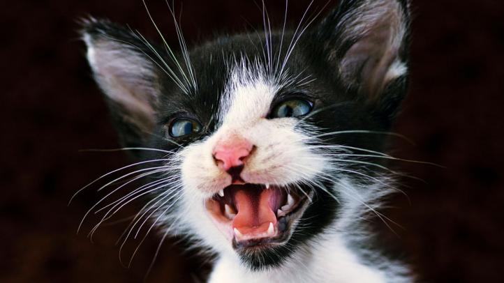 Chăm sóc răng miệng cho mèo con tại nhà!