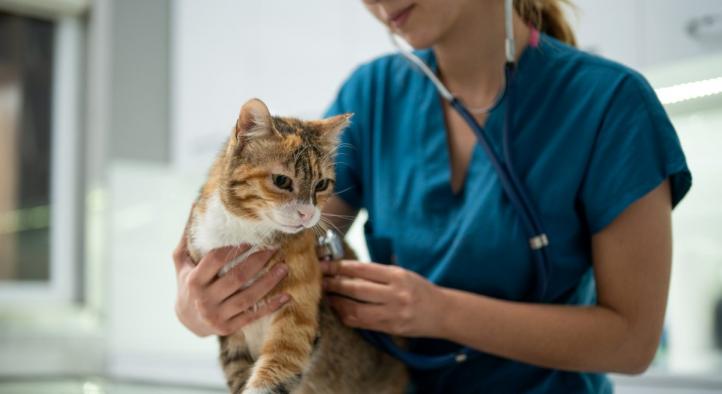 Chi phí chăm sóc mèo: Là một người nuôi mèo có trách nhiệm