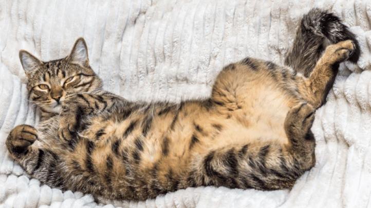 Đầy bụng ở mèo: Tại sao bụng mèo sưng lên?