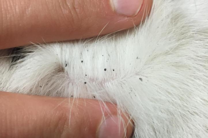 Chẩn đoán và điều trị dị ứng bọ chét ở mèo