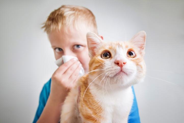 Triệu chứng và cách điều trị dị ứng mèo