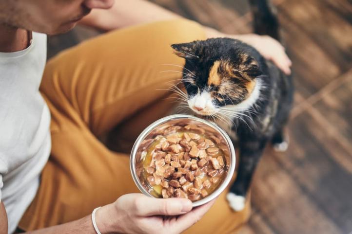 Triệu chứng dị ứng thức ăn ở mèo và cách điều trị