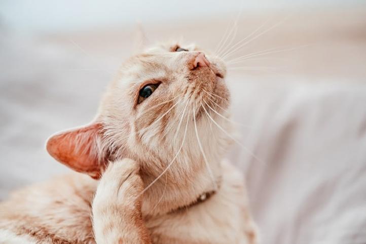 Nguyên nhân và cách điều trị ngứa tai ở mèo