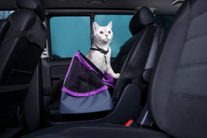 Du lịch bằng ô tô cùng mèo: 8 mẹo giảm sợ hãi