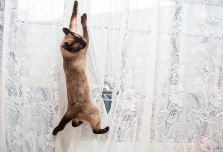 9 cách đuổi mèo tránh xa rèm cửa