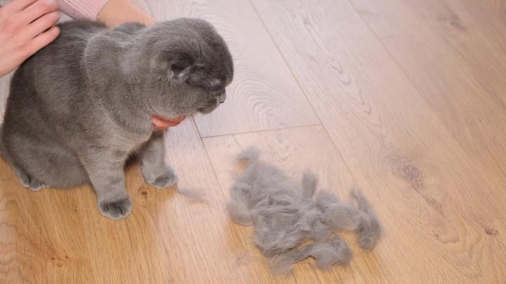 Giải pháp cho mèo rụng lông
