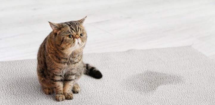 Làm thế nào để giải quyết mùi nước tiểu của mèo?