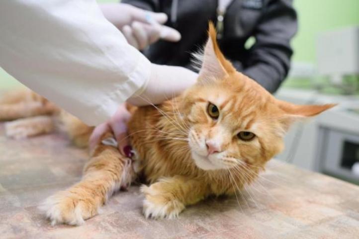 Giảm bạch cầu ở mèo – Triệu chứng và phương pháp điều trị