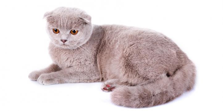 Hội chứng mèo tai cụp (Scottish Fold) – Nguyên nhân và cách điều trị