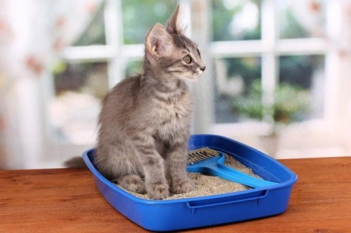 Phải làm gì nếu không có cát vệ sinh cho mèo ở nhà?