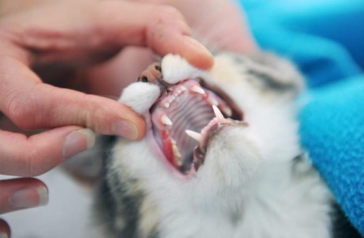 Nên kiểm tra răng và nướu của mèo như thế nào?
