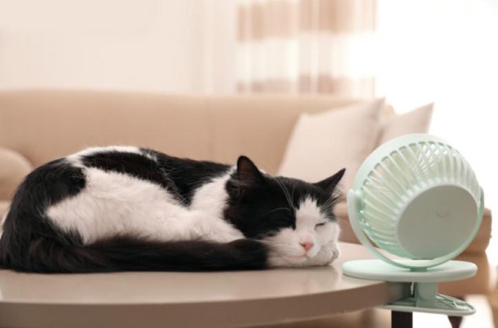 Có thể làm gì để hạ nhiệt cho mèo?