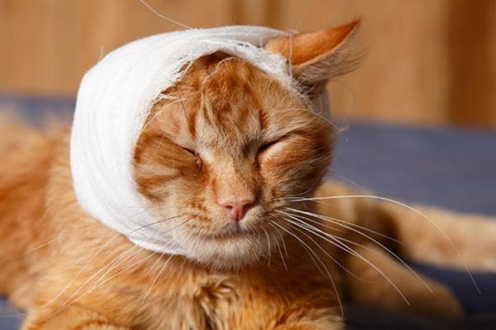 Làm gì khi mèo bị đập đầu quá mạnh? Chấn thương đầu ở mèo