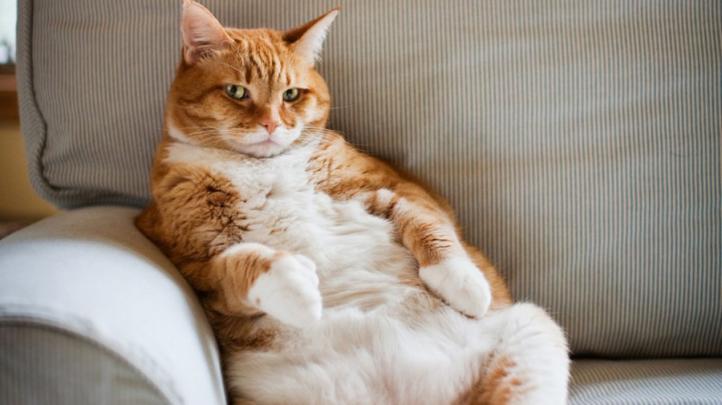 Làm thế nào để chăm sóc mèo béo?
