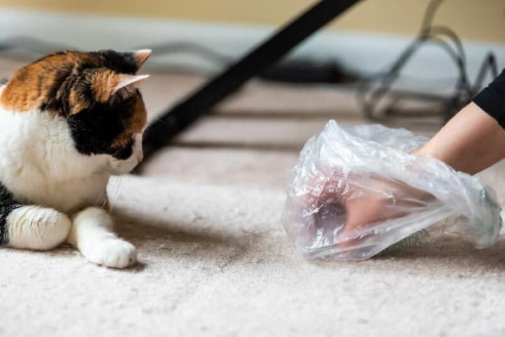 Làm thế nào để ngăn mèo ị trên thảm?