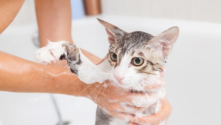 Làm thế nào để tắm cho mèo? Giải pháp tắm cho mèo