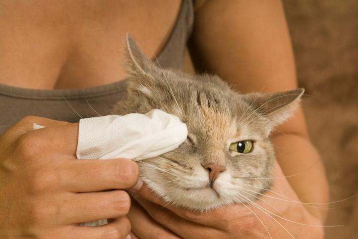 Làm thế nào để vệ sinh mắt cho mèo?