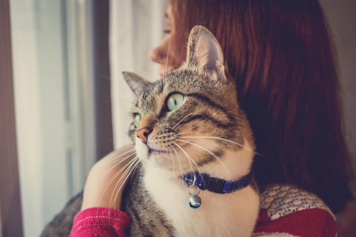 Làm thế nào vượt qua nỗi sợ mèo? Chứng sợ mèo Ailurophobia