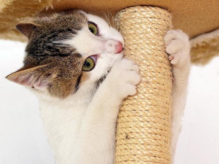 Làm thế nào để làm một trụ cào mèo?