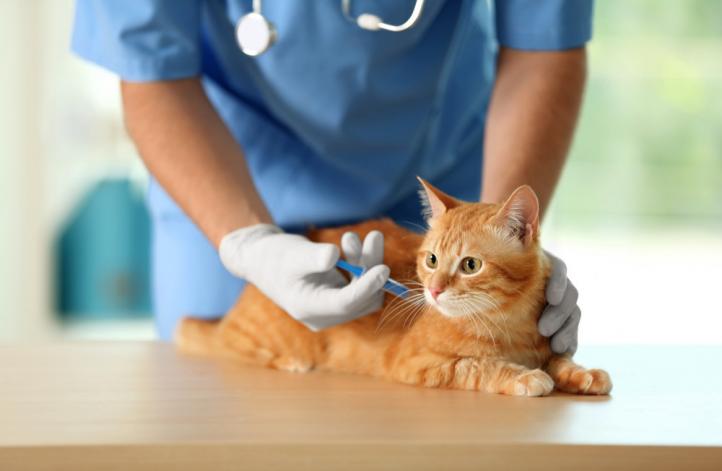 Lịch tiêm phòng cho mèo và giá vắc xin