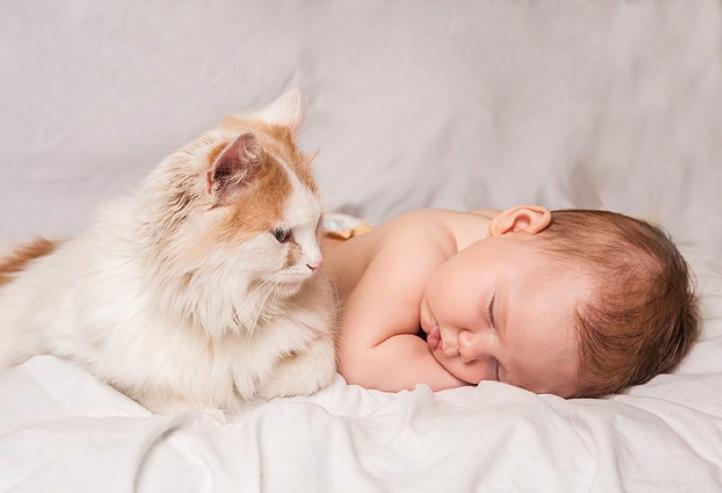 Lời khuyên khi sinh em bé khi nuôi mèo