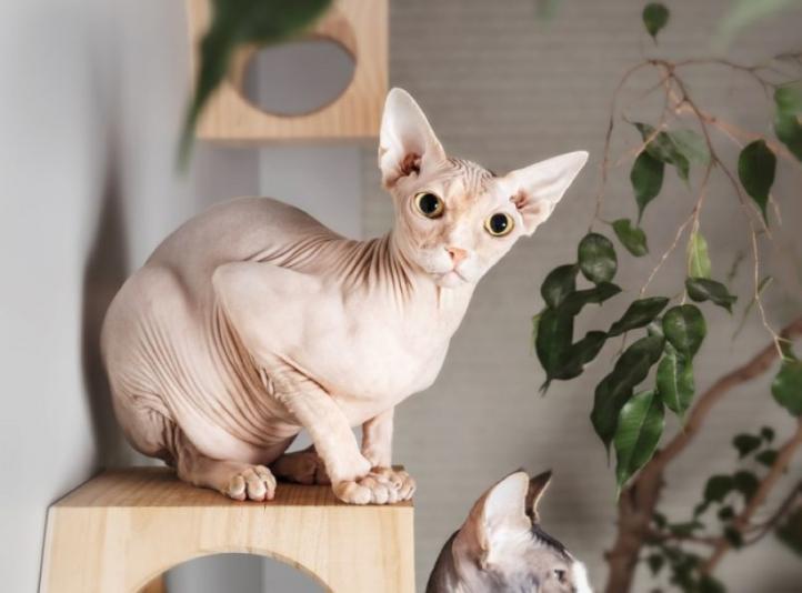 Mèo Ai Cập (Sphynx): Tất Tần Tật Về Giống Mèo Độc Đáo Không Lông