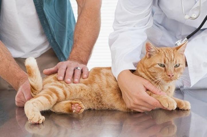 Mèo bị trật khớp được điều trị như thế nào?
