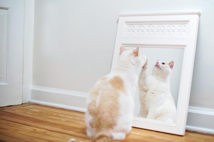 Mèo có sợ gương không? Phản ứng với hình phản chiếu